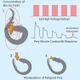 Illustration for article titled This Electric Eel Kills Its Prey With a Sophisticated Coiling Maneuver